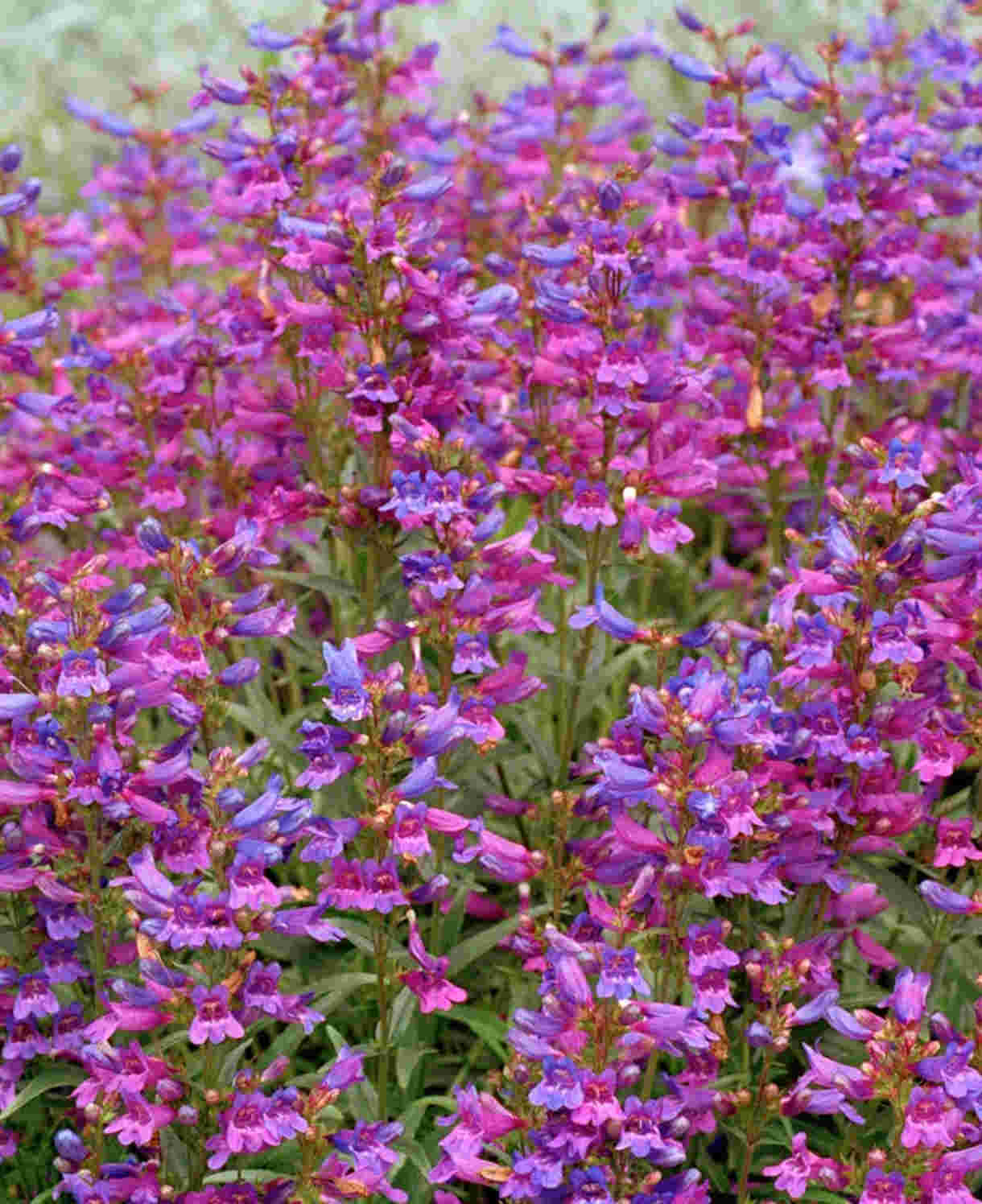 Penstemon Catherine De La Mare - 9cm Pots | 3 x 9cm | Blue