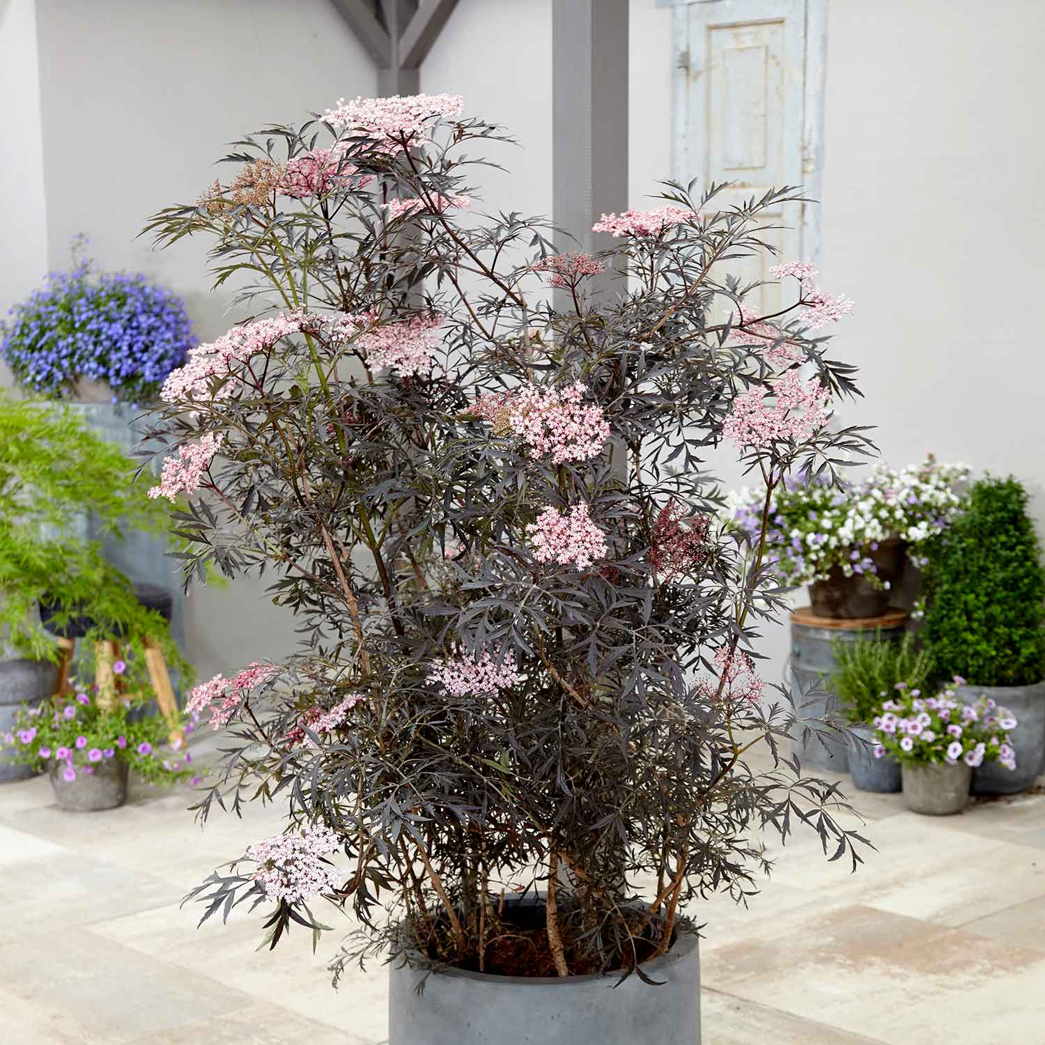 Sambucus Nigra 'black Lace' Shrub | 1 x 9cm | Pink & Black