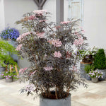 Sambucus Nigra 'black Lace' - Black Foliage Shrub, White Flowers, Bird‑attractive | 1 x 3L | Pink & Black