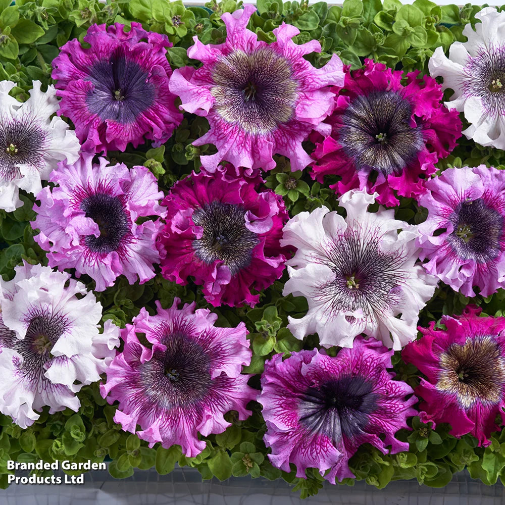 Petunia Superbissima Triumph Mix - Largest Petunia Blooms Garden Ready Plants | 48 x Garden Ready Plants