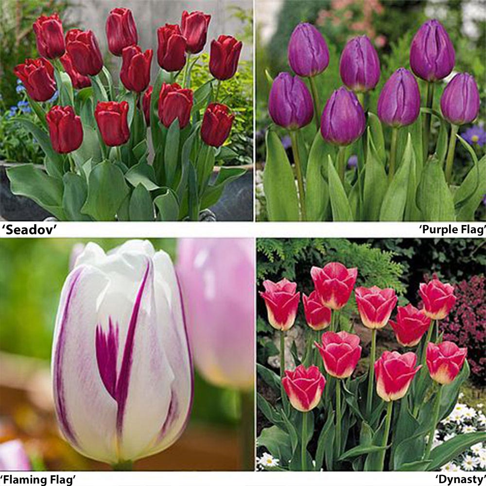 Thompson & Morgan Tulip Rockstar Collection 80 Bulbs
