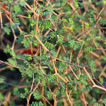 Sophora Little Baby - Dwarf Kowhai - Grow Indoors Or Outside - Set If 3 In 9cm Pots