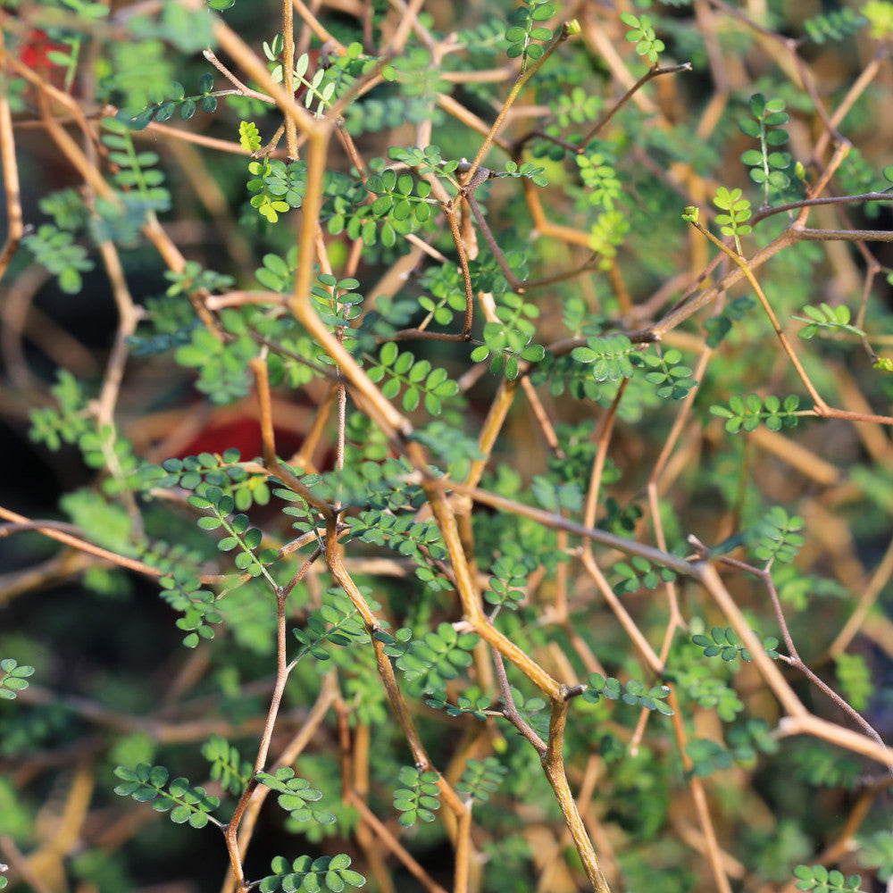 Sophora Little Baby - Dwarf Kowhai - Grow Indoors Or Outside - Set If 3 In 9cm Pots