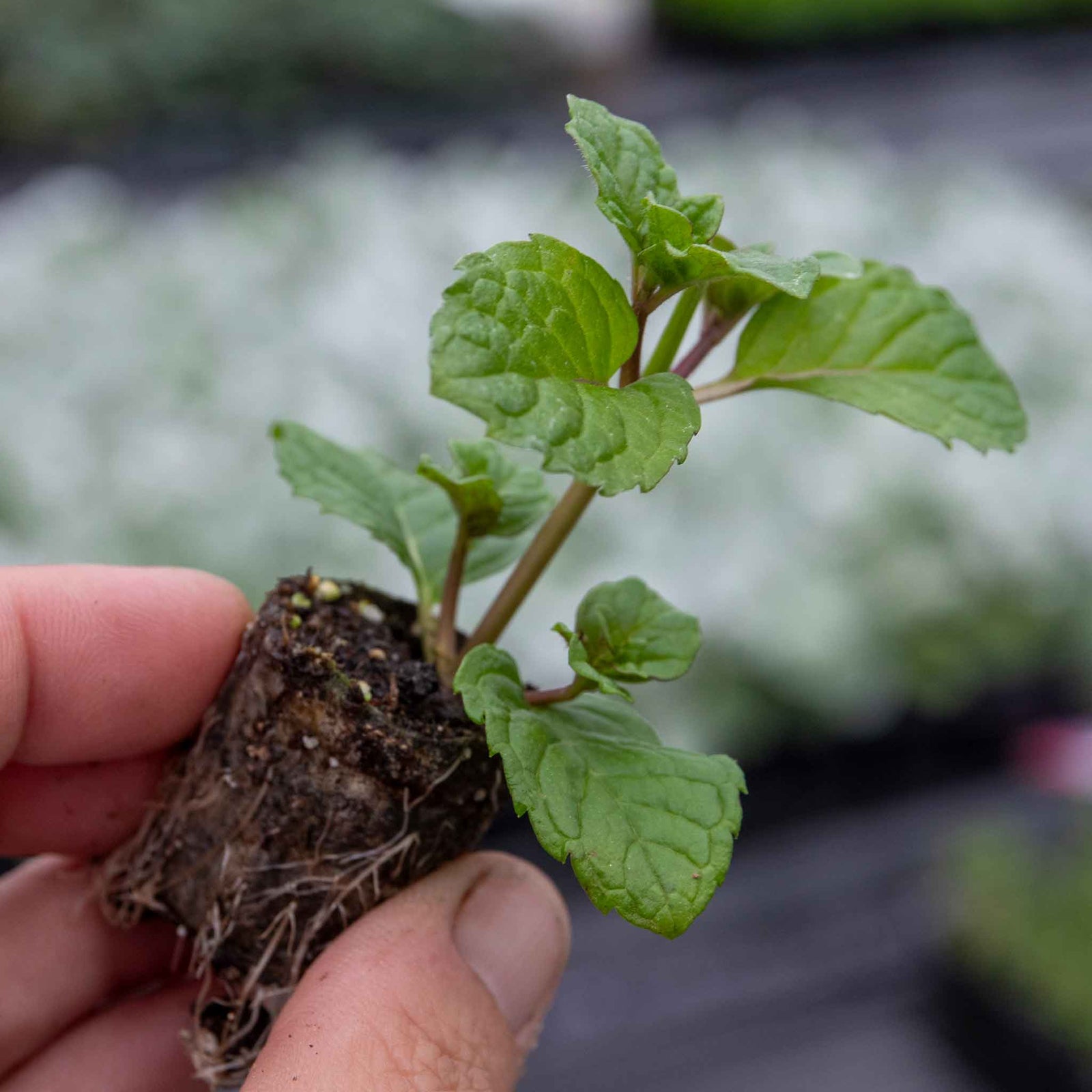 Mint 'tashkent' - Spearmint, Pollinator-friendly | Green