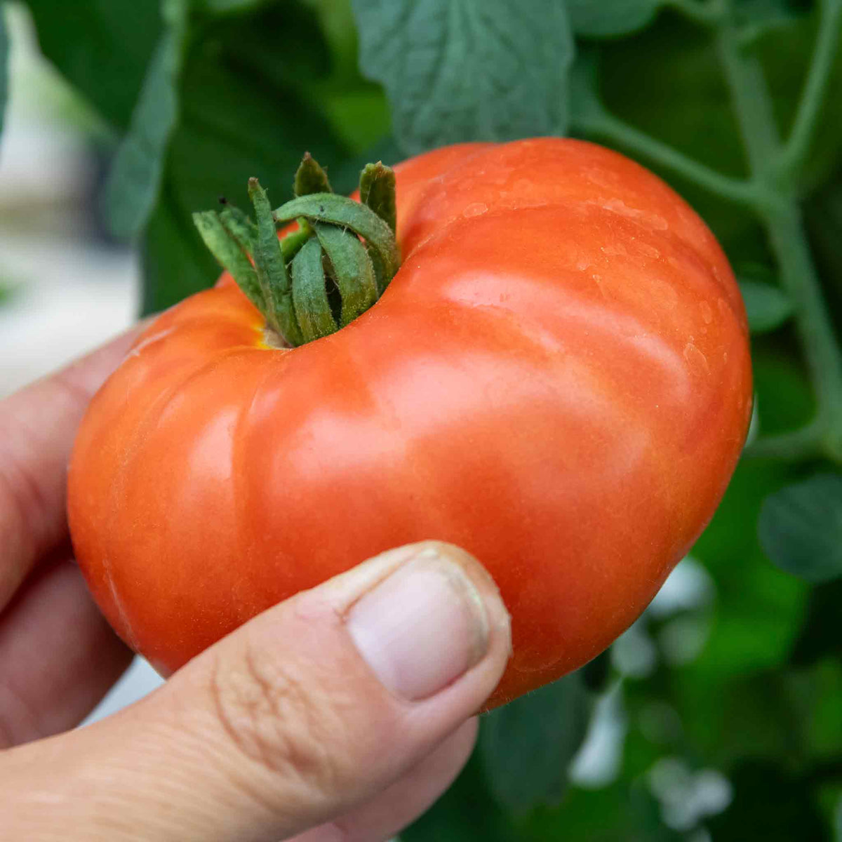 Outdoor Tomato Collection – 3 Varieties (paoline, Tumbling Tom, Super Marmande) 9cm Plants | Set of 6 | Red