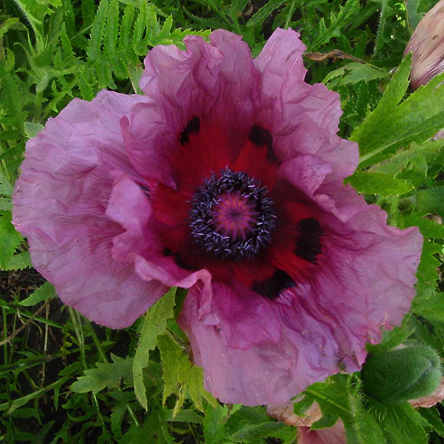 Papaver 'patty's Plum' - Oriental Poppy, 9cm Plant | 3 x 9cm | Deep Purple