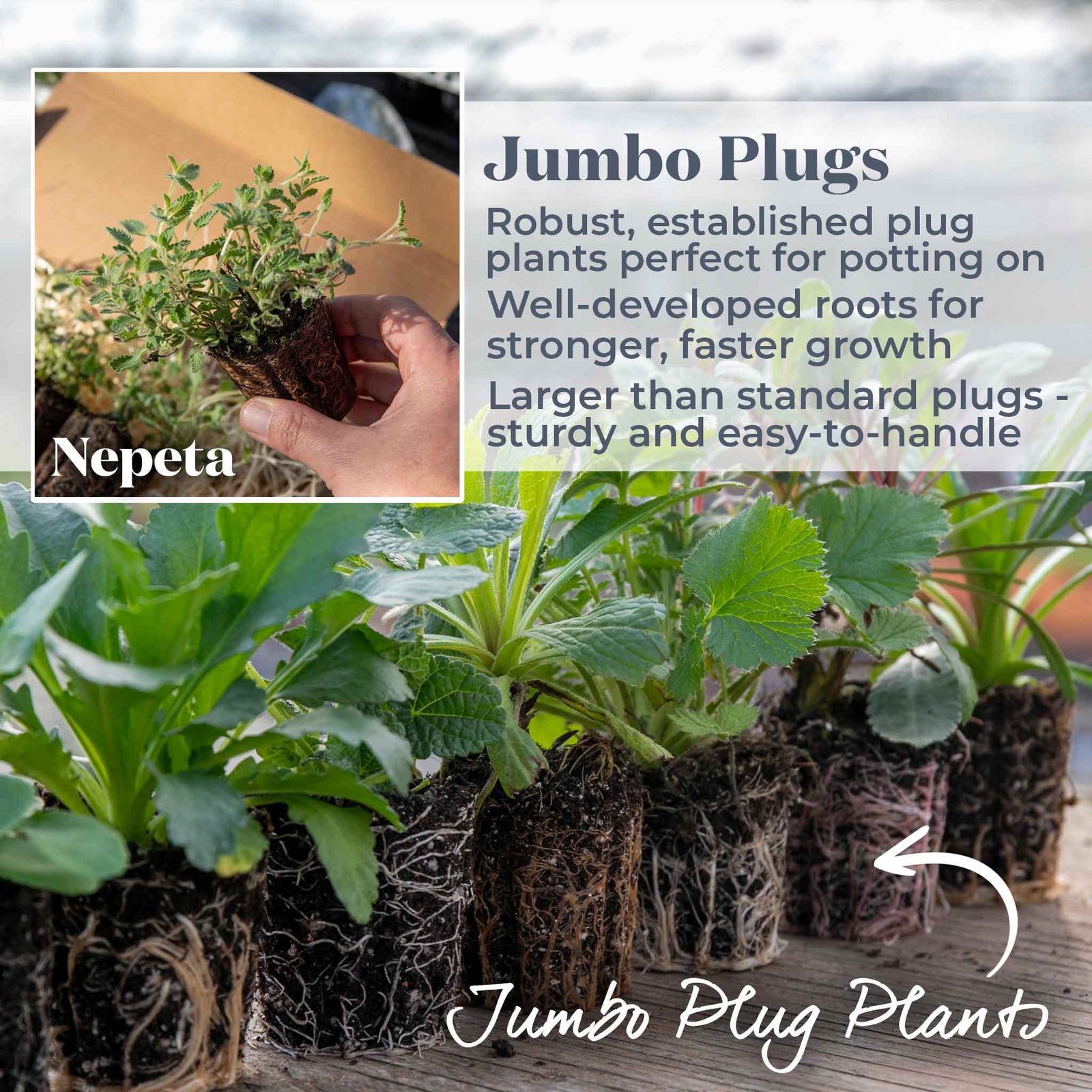 Nepeta 'walker's Low' - Low-growing Pollinator-friendly Catmint | 3 x Jumbo Plugs | Purple