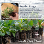 Nepeta 'junior Walker' - Compact Mauve-blue Perennial Jumbo Plug Plants | Set-of-6 | Multi