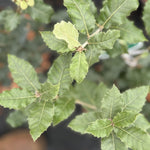 Quercus Ilex Evergeen Oak Tree Large 30-40cm Supplied In A 3 Litre Pot