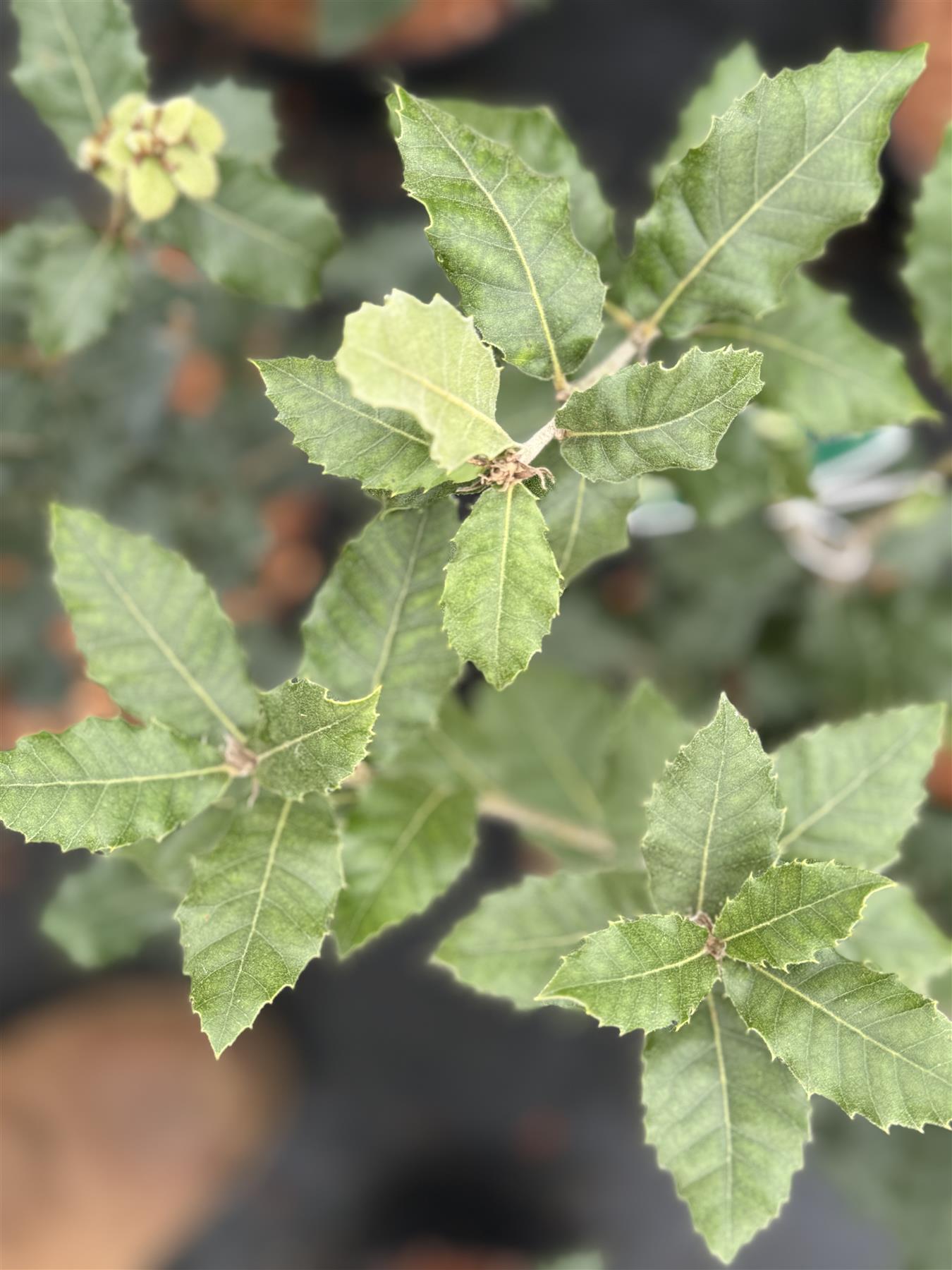 Quercus Ilex Evergeen Oak Tree Large 30-40cm Supplied In A 3 Litre Pot