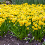 Dwarf Daffodil Tete A Tete | 20 x Bulbs | Yellow