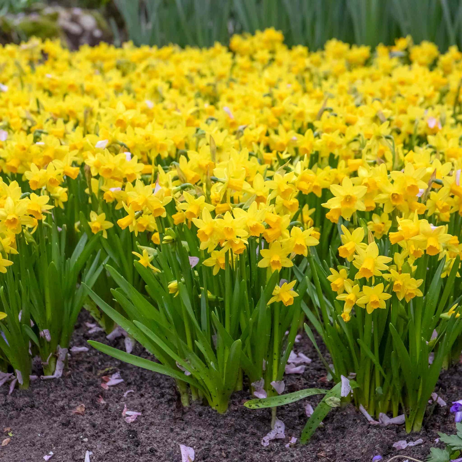 Dwarf Daffodil Tete A Tete | 20 x Bulbs | Yellow
