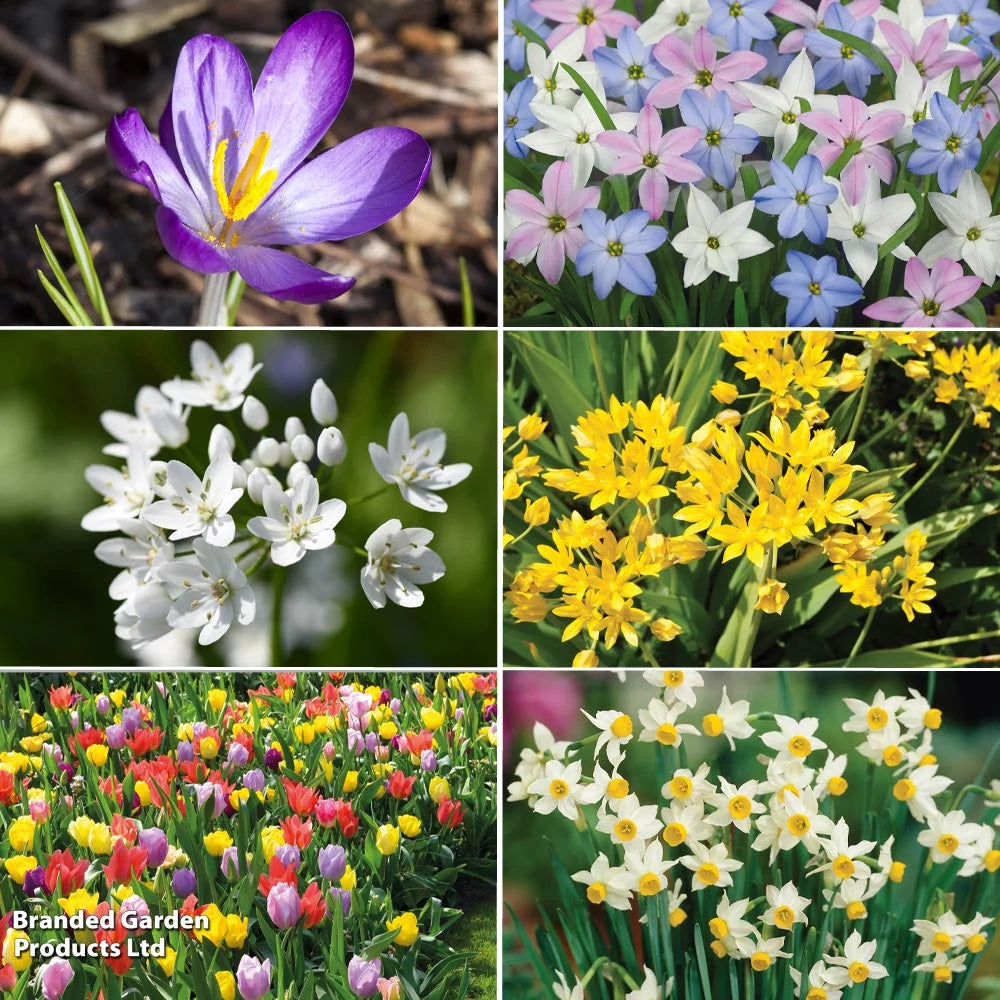 Super Saver Spring Flowering Collection Bulbs | 1000 x Bulbs