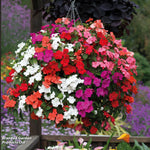 Garden Ready Summer Favourites Collection Garden Ready Plants Plants | 48 x Garden Ready Plants