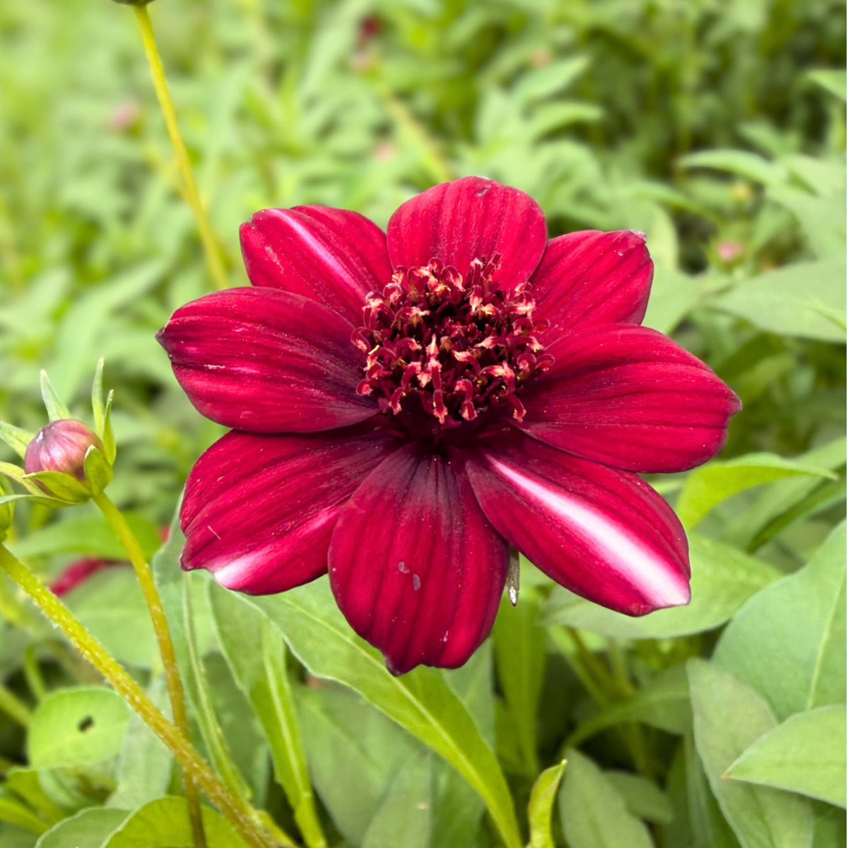 Cosmos Atrosanguineus 'black Forest' - 9cm Pots | 1 x 9cm | Deep Red