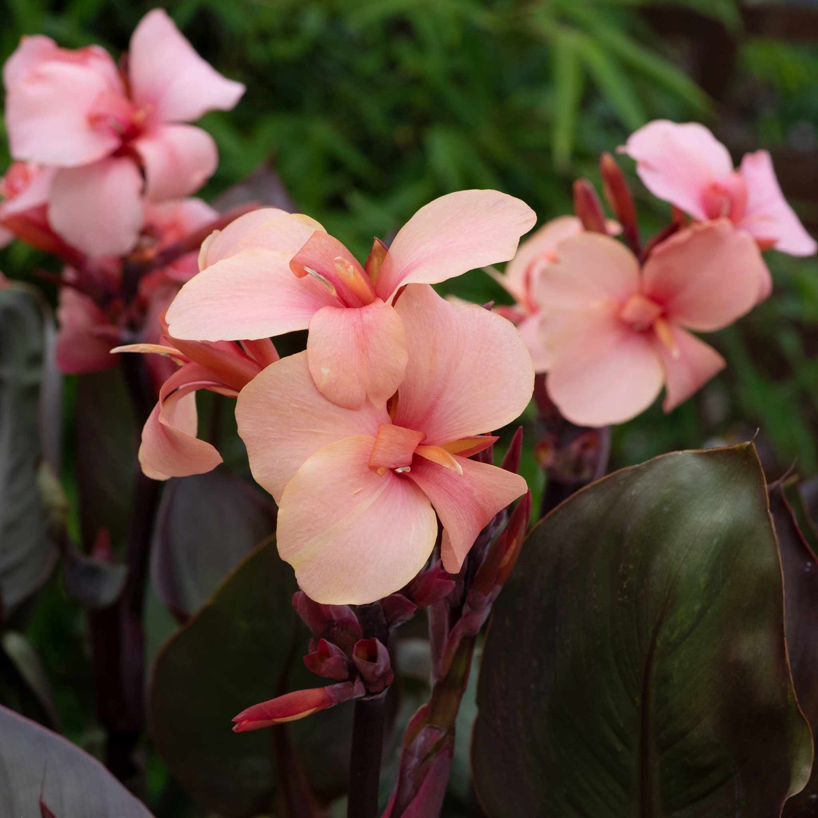 Canna Lily 'cannova Bronze Peach' Plant | 1 x 2L | Multi