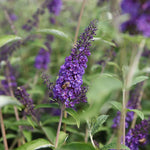 Thompson & Morgan Buddleja Davidii Empire Blue 9cm Potted Plant X 1