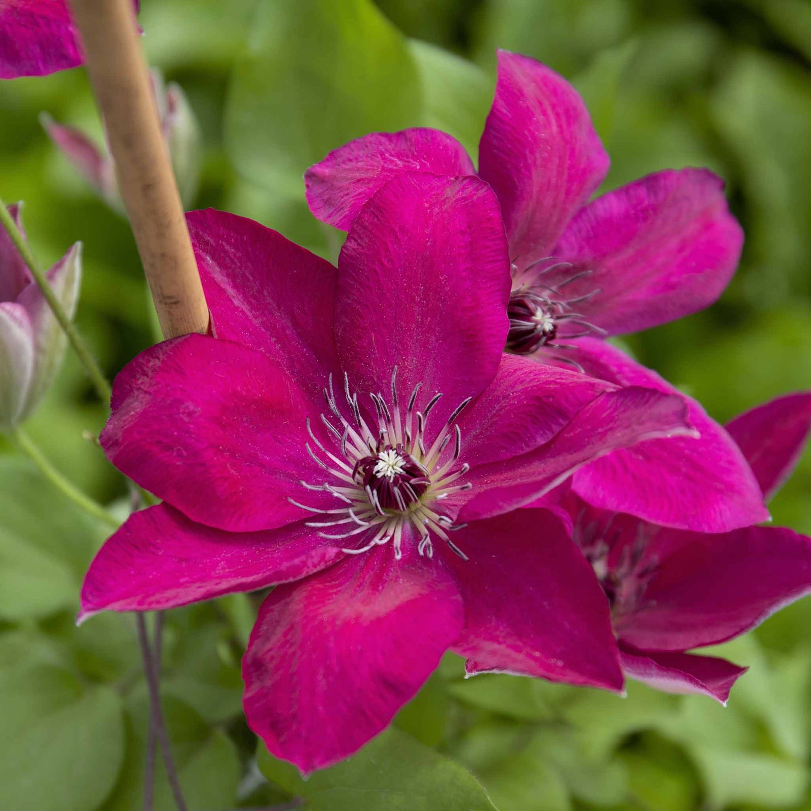 Clematis 'westerplatte' Maroon-red Climber | 1 x 2L | Purple & Green