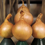 Ailsa Craig Onion Seeds | 500 Seeds
