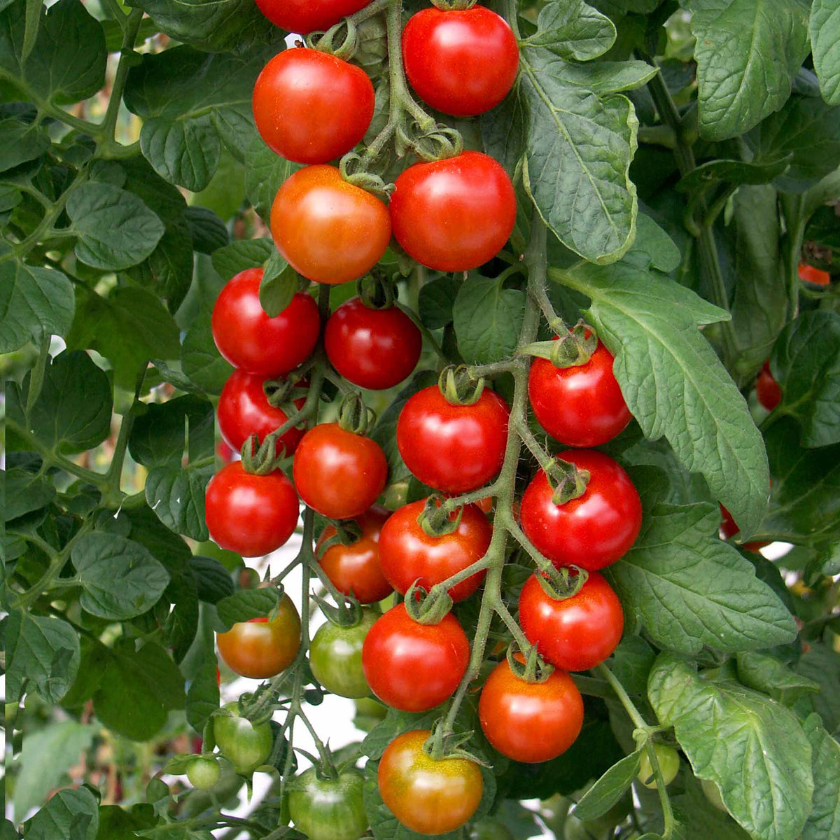 Grafted Cordon Tomato 'shirley', Rhs Recommended, Disease-resistant 7cm Plant | Set of 1