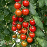 Grafted Cordon Tomato 'shirley', Rhs Recommended, Disease-resistant 7cm Plants | Set of 3