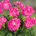 Geranium Upright Collection - Galaxy Dark Red, Rose And White | 6 x Plug Plants | Red