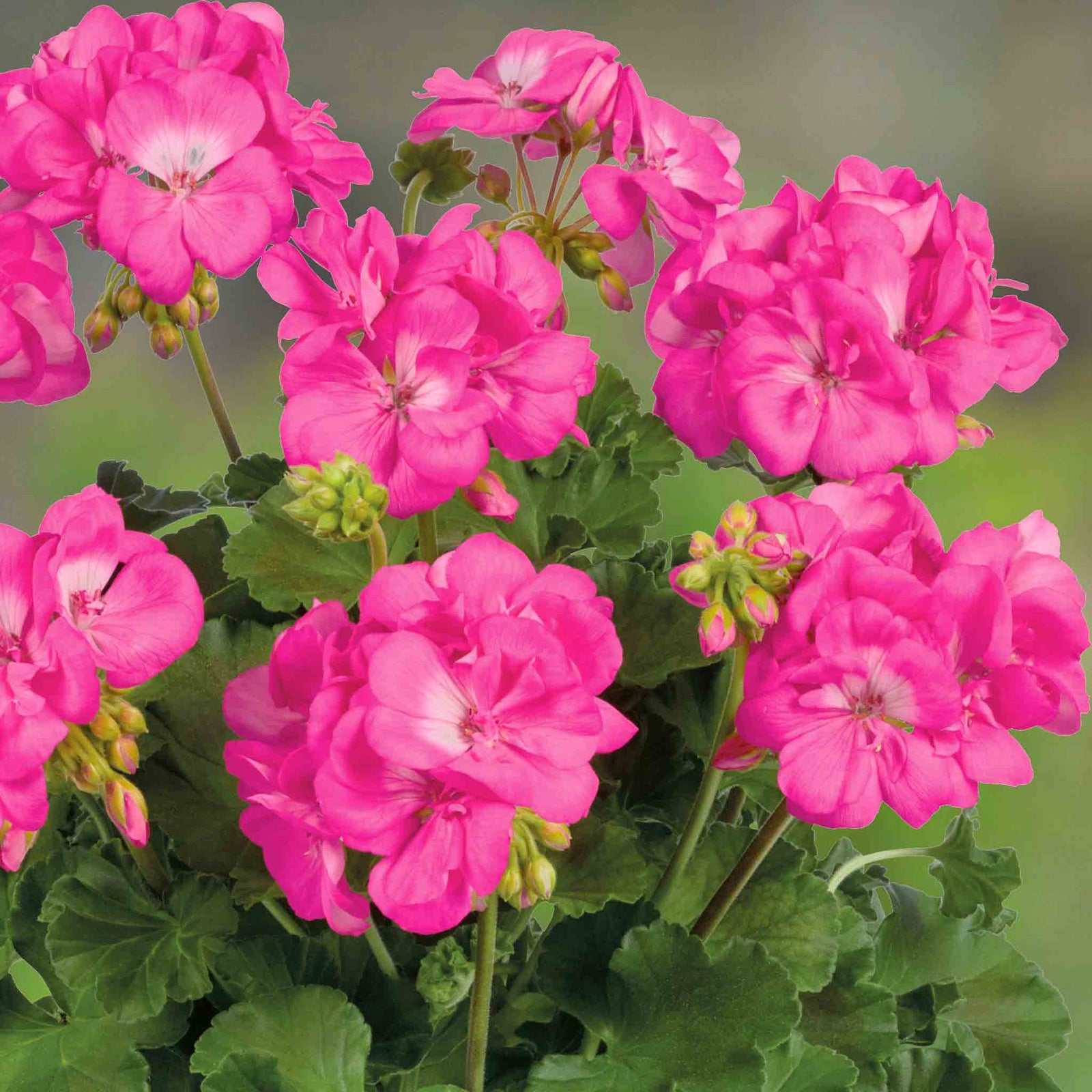 Geranium Upright Collection - Galaxy Dark Red, Rose And White | 6 x Plug Plants | Red