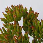 Jade Plant - Crassula Ovata 'hobbit' - Height 45-50cm - ⌀23cm | Set-of-1 | Green