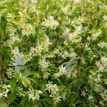 Star Jasmine - Trachelospermum Jasminoides | 3 x 9cm | White
