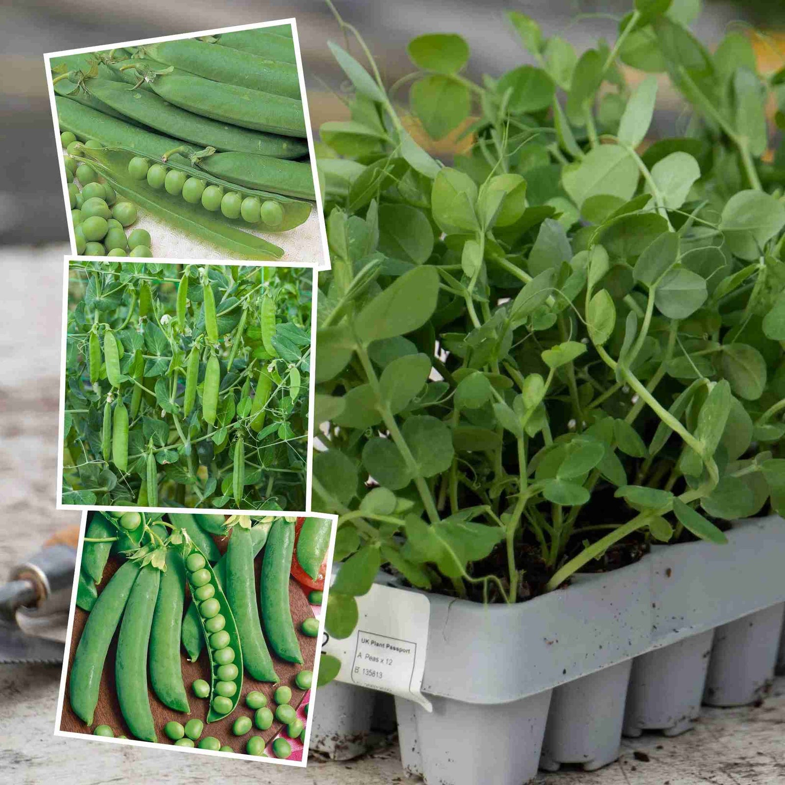 Season-long Pea Collection — 3 Varieties Multi-sown | 12 x Plug Plants | Green