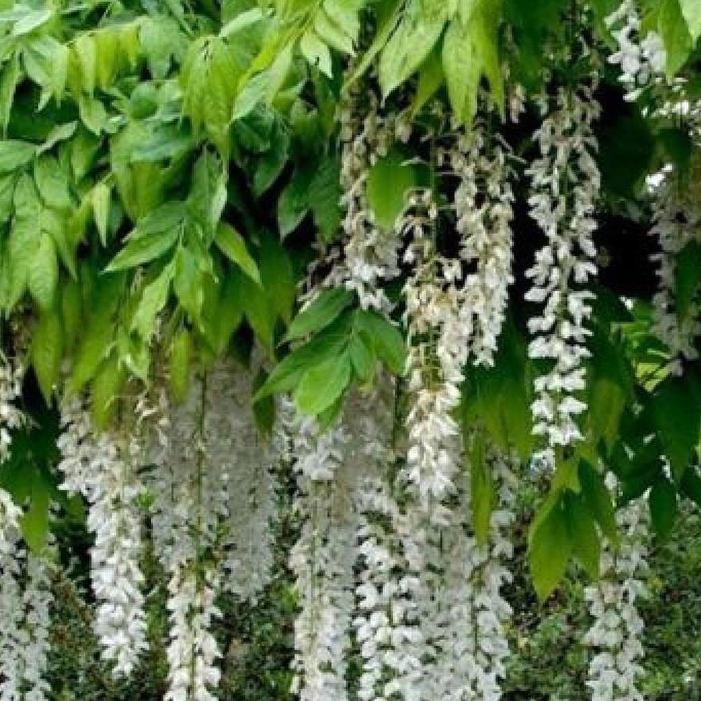 Wisteria Alba White Climbing Plant 3-4ft Supplied In A 3 Litre Pot