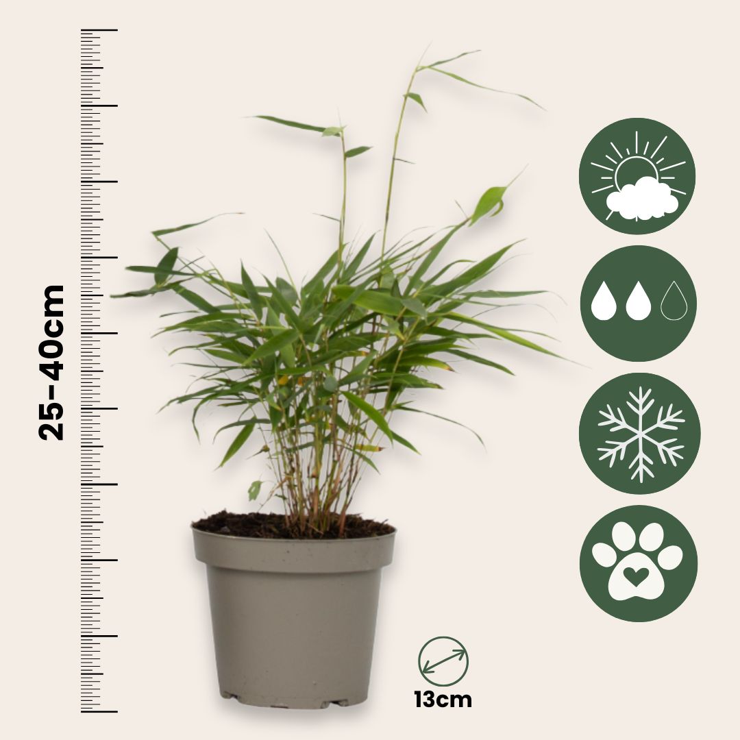 Umbrella Bamboo - 6 Pcs. - Fargesia 'asian Wonder' - Height 25-40cm - ⌀13cm | Set of 6 | Red
