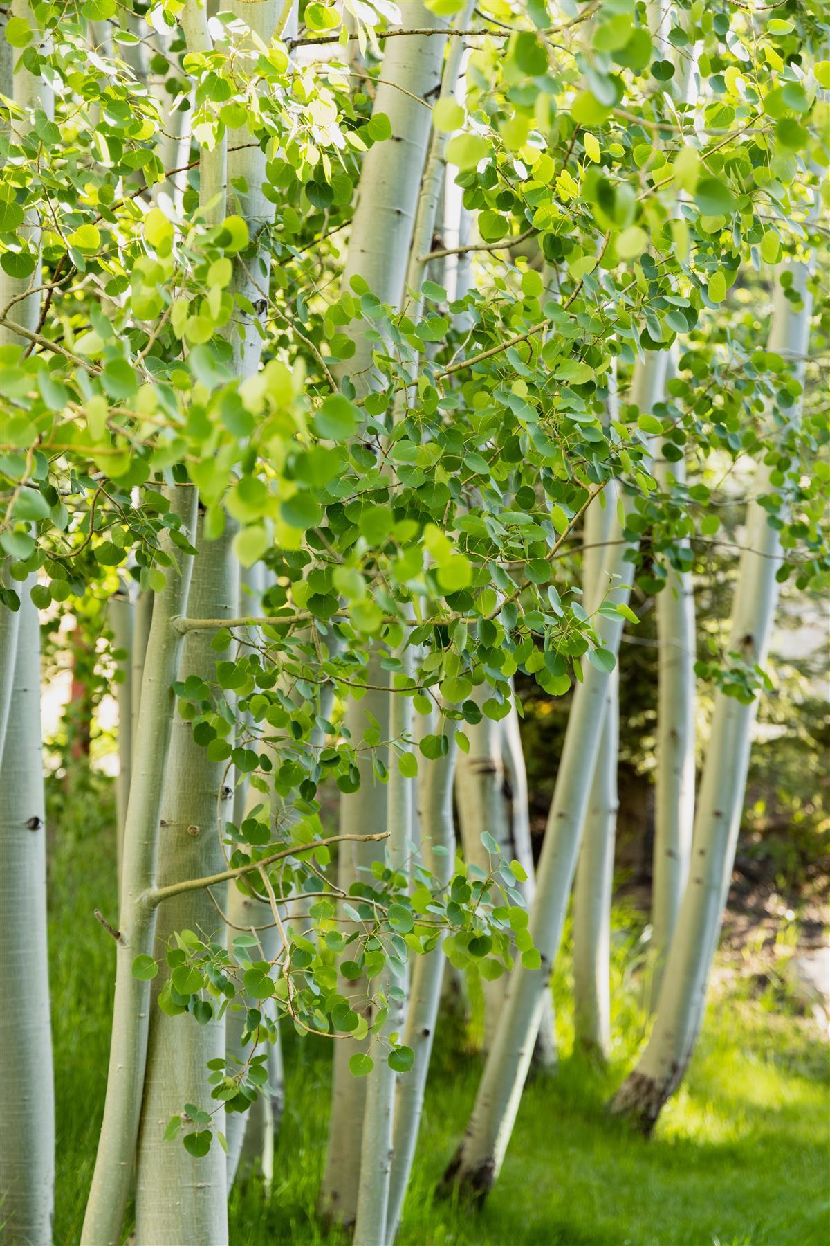 Betula Utilis Tree 6ft Tall Supplied In A 12 Litre Pot