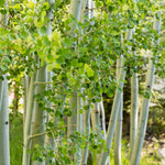 Betula Utilis Jacquemontii Tree 6ft Tall Supplied In A 12 Litre Pot