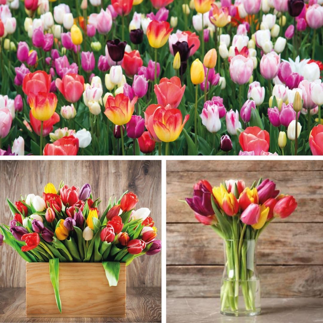 Tulip 'triumph Mixed - Bulbs | 40 x Bulbs
