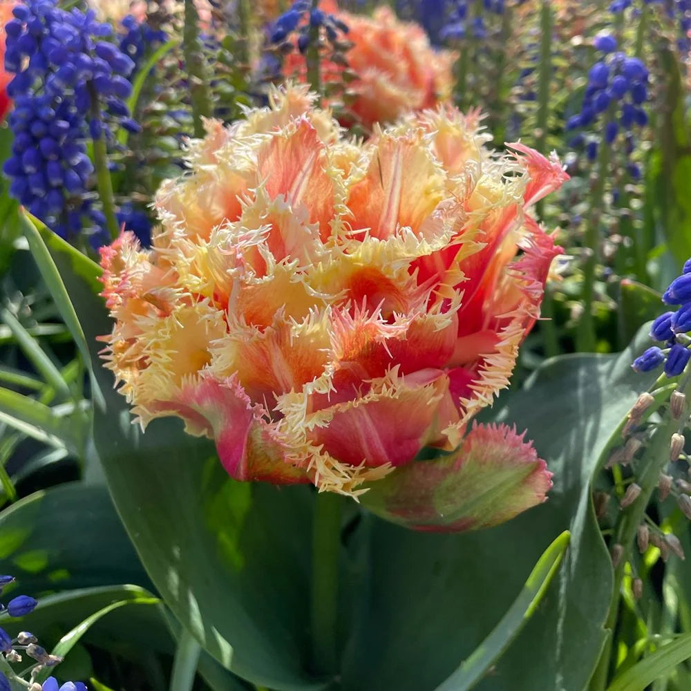Thompson & Morgan Tulip Doubles Collection 30 Bulbs