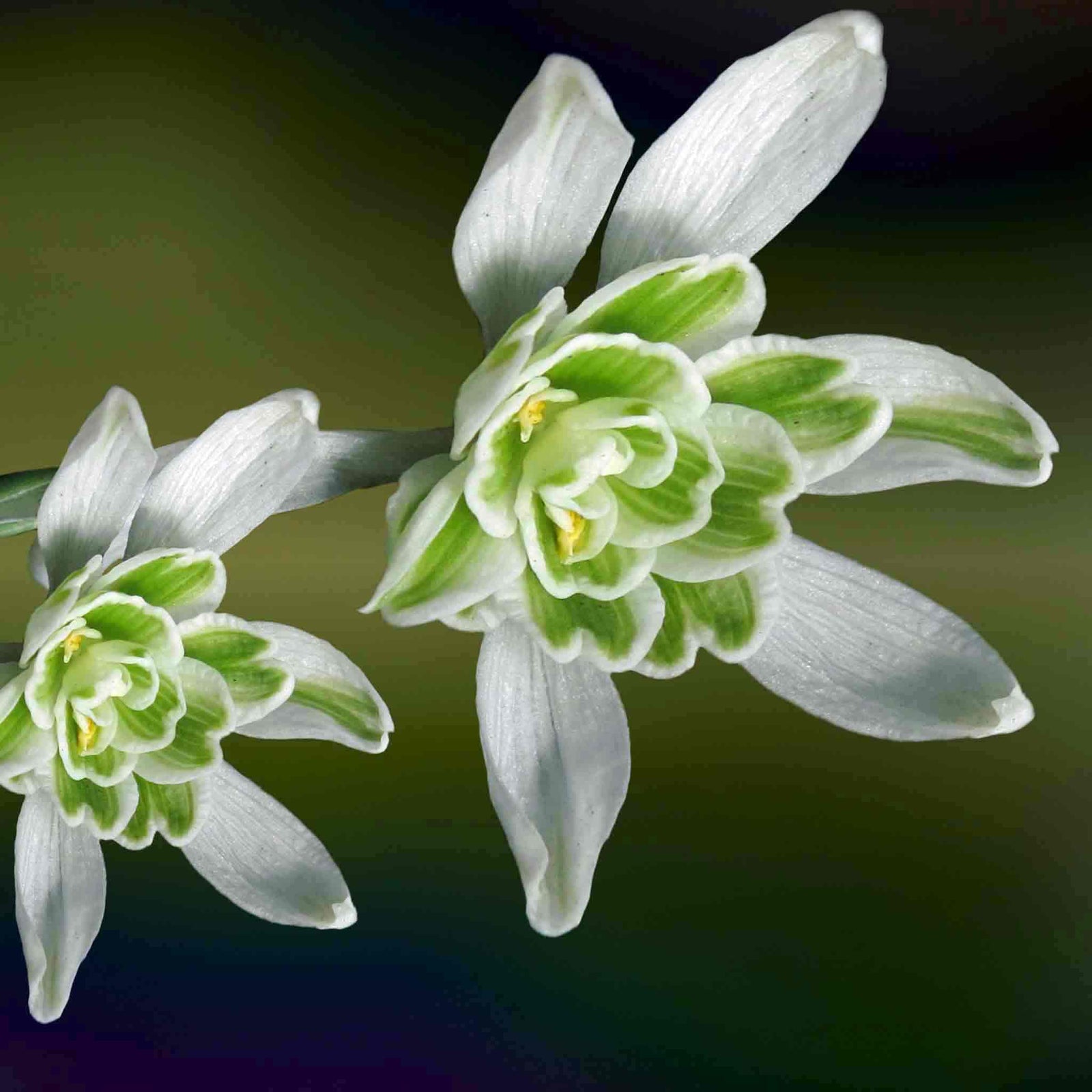 Galanthus 'flore Pleno' Double Snowdrop In The Green | 25 x Bulbs | Multi