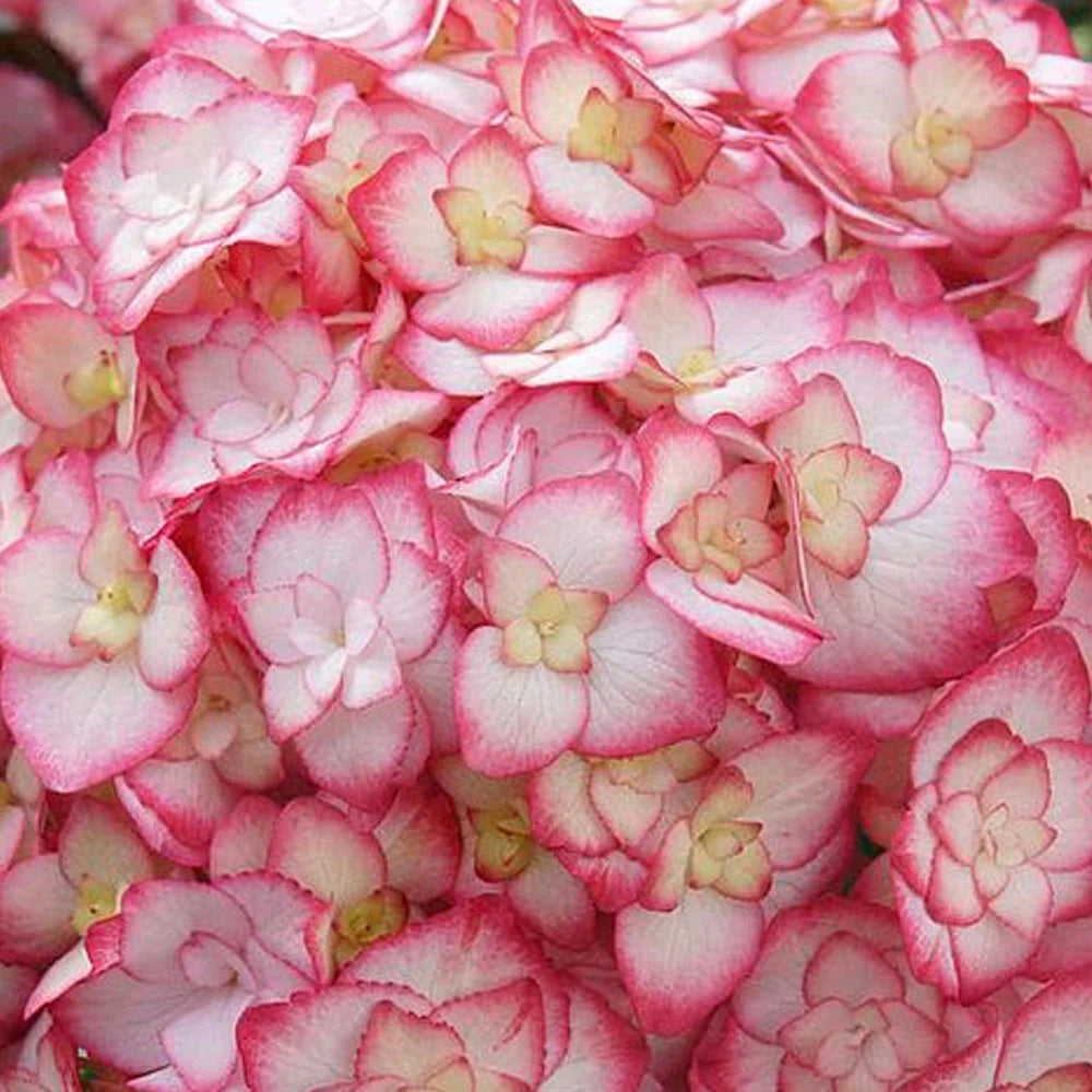 Hydrangea Miss Saori 9cm Pot | Set of 1