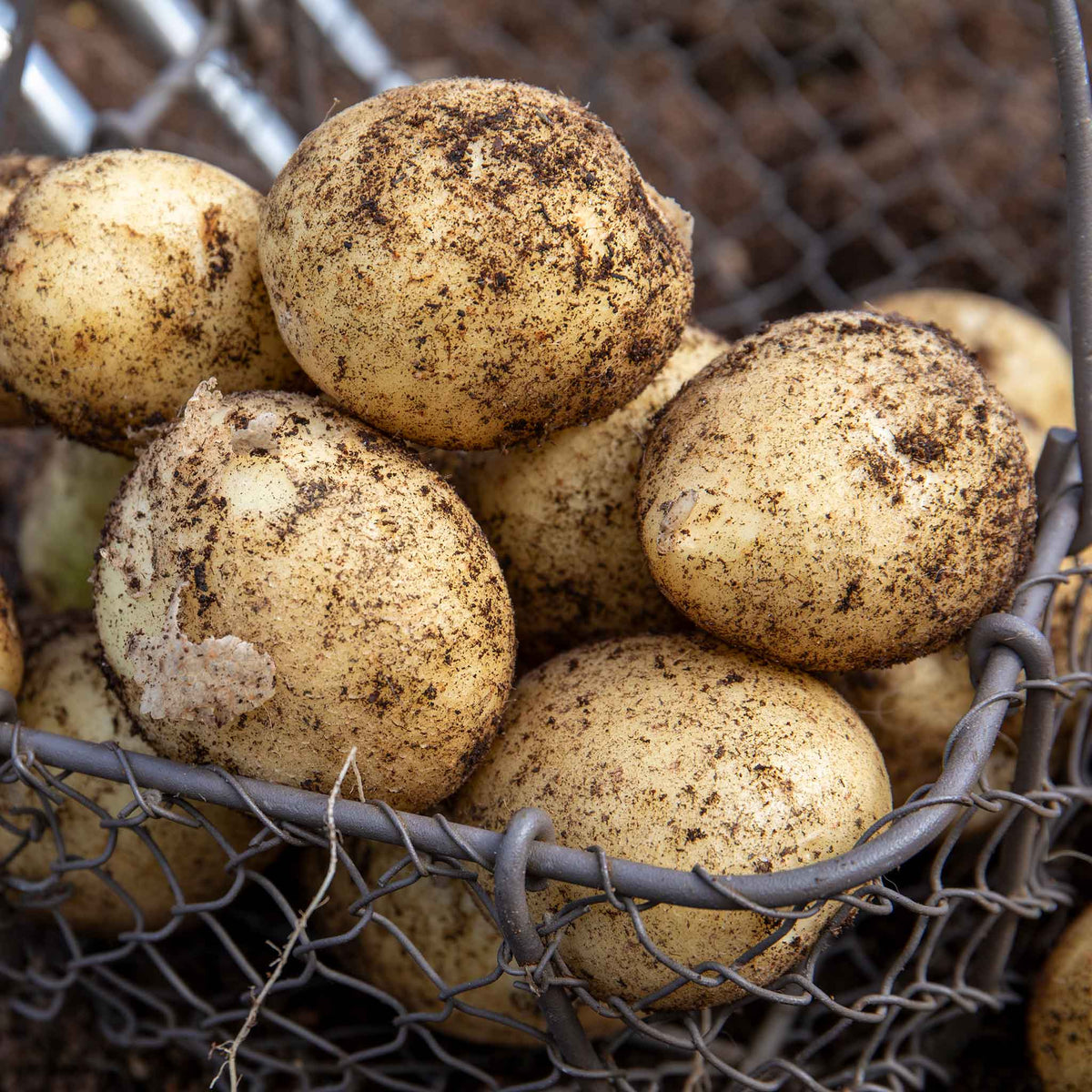 Wilja Seed Potato (First-Early To Maincrop) | 2kg | Yellow