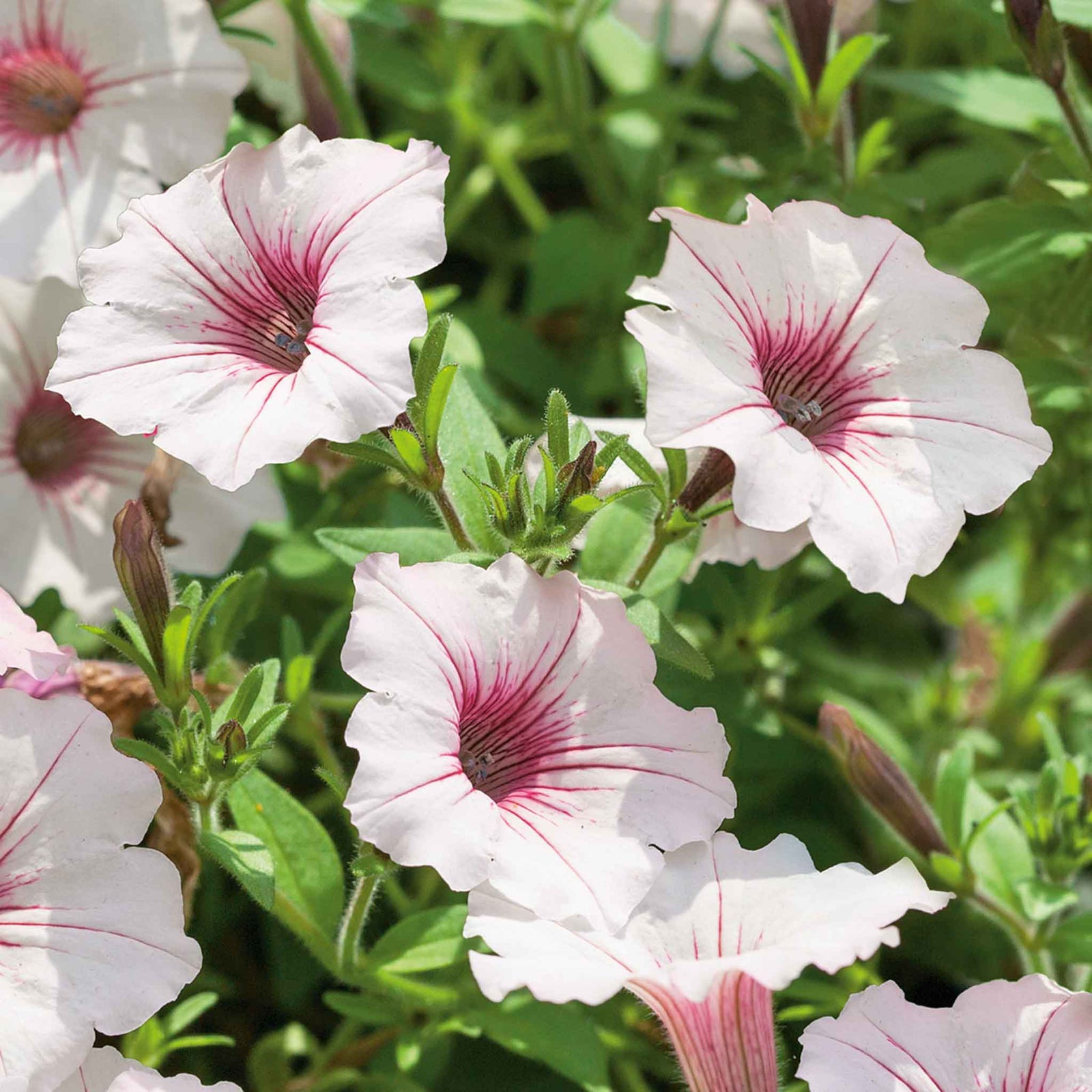 Petunia 'vista Silverberry', Trailing Silvery-white Blooms | 12 x Plug Plants | Multi