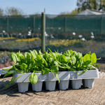Spinach Renegade Seedlings - Hardy Disease-resistant | 12 x Garden Ready Plants | Green