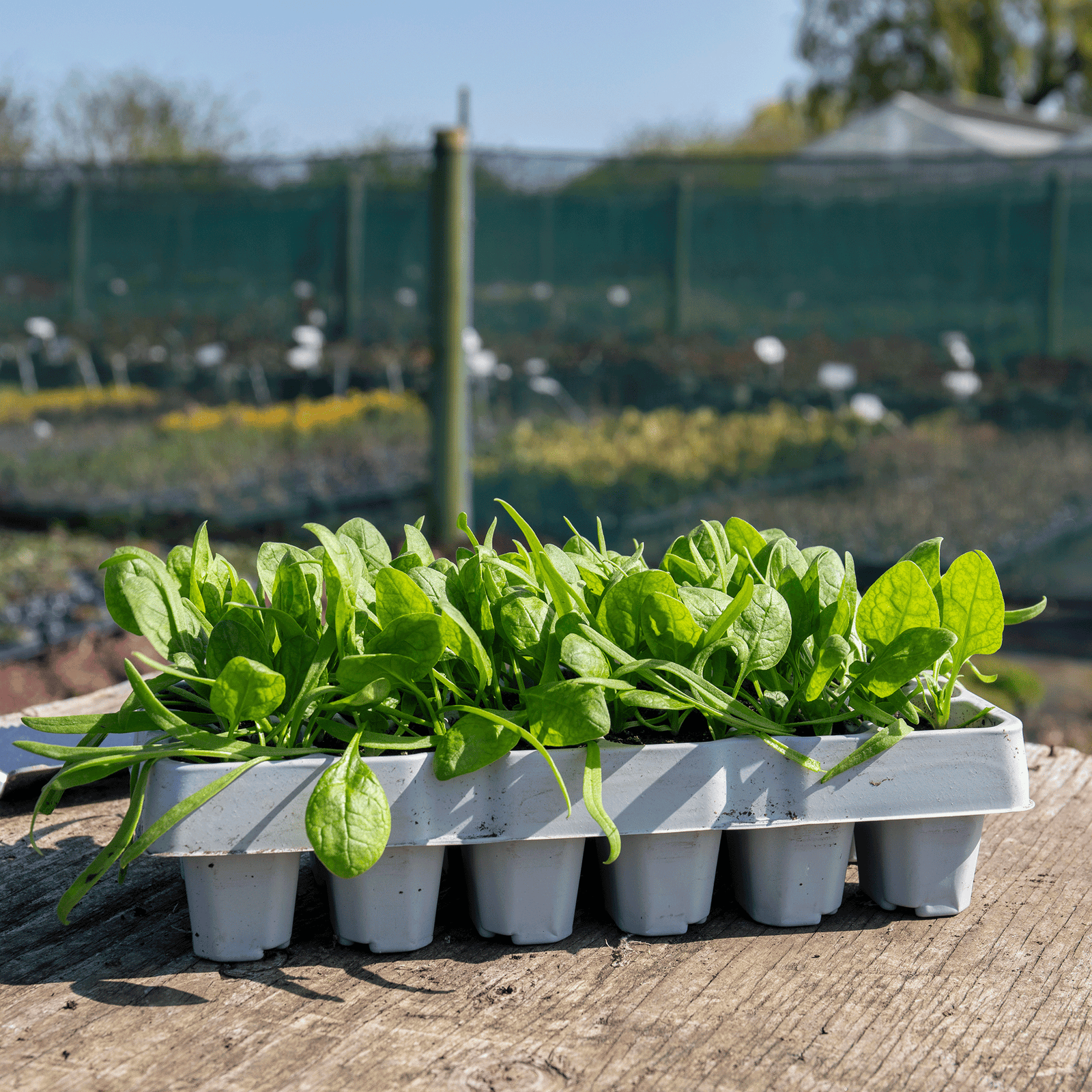 Spinach Renegade Seedlings - Hardy Disease-resistant | 12 x Garden Ready Plants | Green
