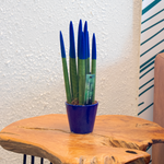 Snake Plant Velvet Touch - Sansevieria Cylindrica - Height 20-40cm - ⌀9cm | Blue