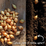 Spring-planting Onion Sets Duo Pack — Red Baron And Stuttgarter Riesen | Set of 2 | Teal & Yellow