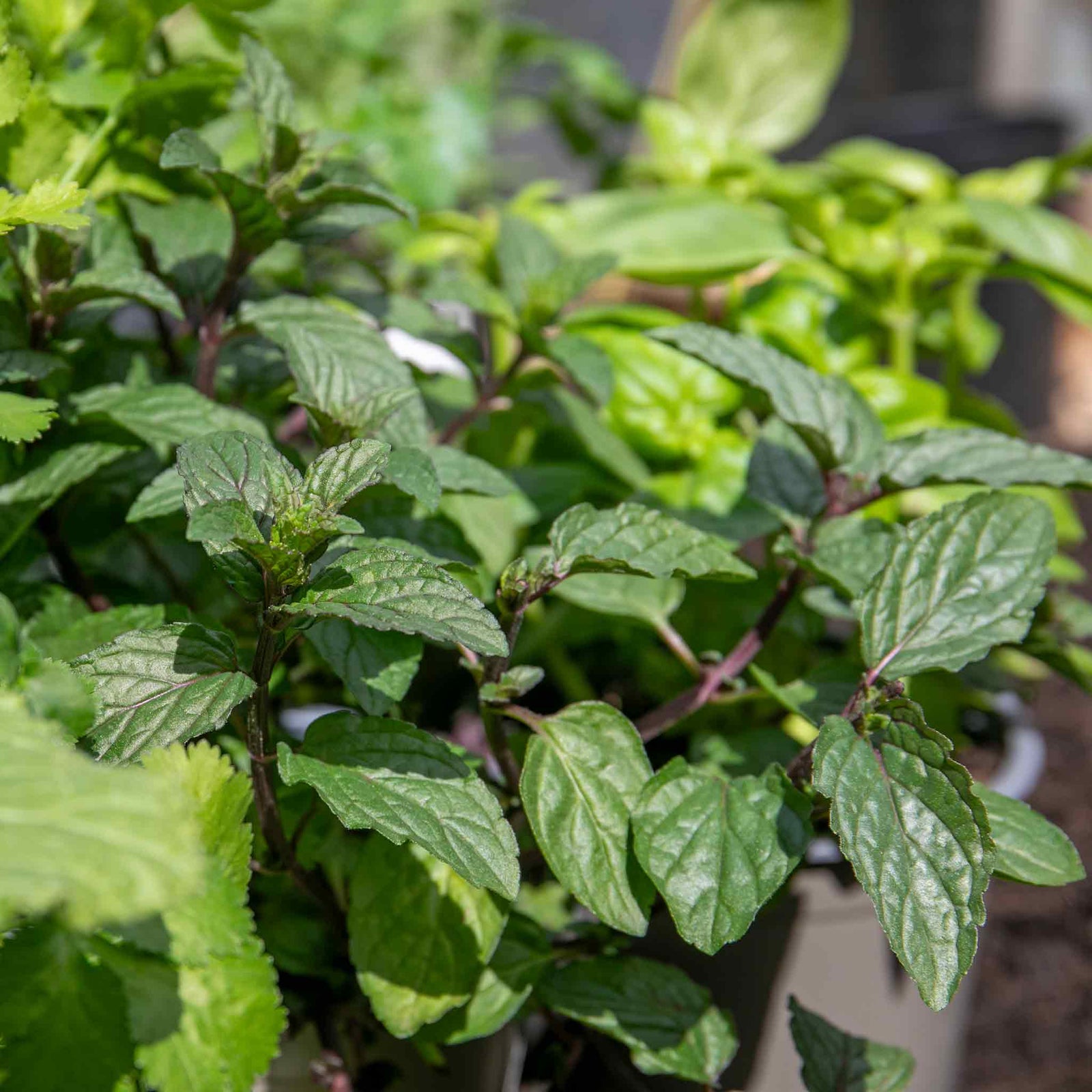 Mint 'peppermint' Plant | 3 x Plug Plants | Green