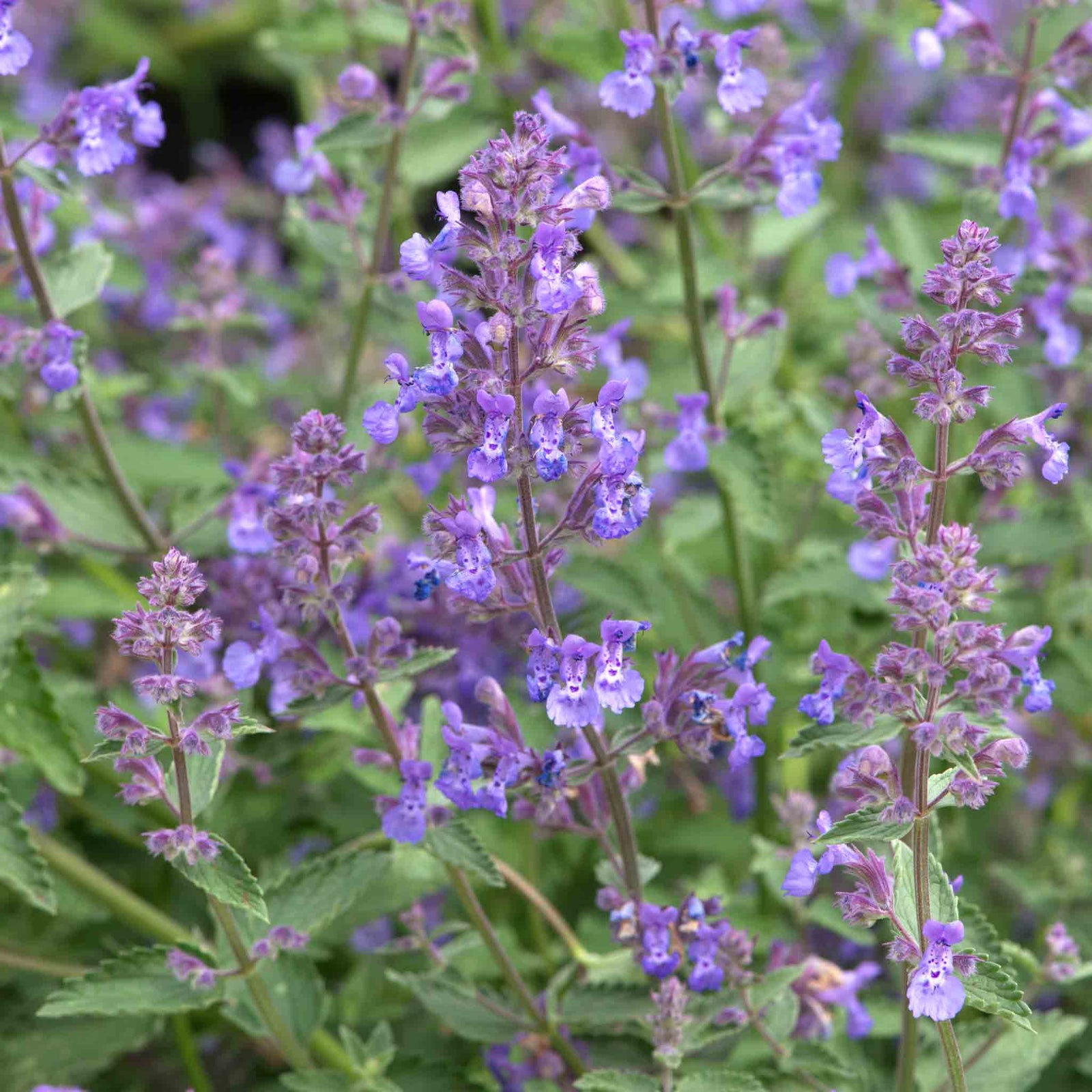 Nepeta 'junior Walker' - Compact Mauve-blue Perennial Jumbo Plug Plants | Set-of-3 | Multi