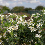 Choisya 'white Dazzler' Evergreen Shrub | 1 x 2L | Green & White