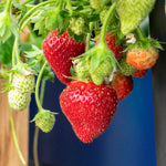 Strawberry Plant Summer Breeze Mixed | Red