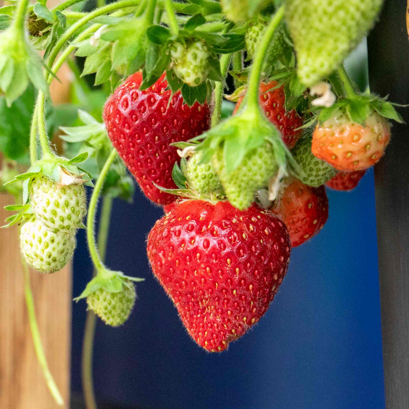 Strawberry Plant Summer Breeze Mixed | Red
