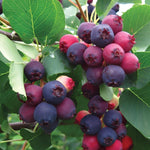 Amelanchier Canadensis Prince William Tree 6ft Tall Supplied In A 12 Litre Pot